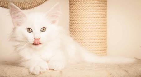 20130307_T-kull_10_weeks_0093