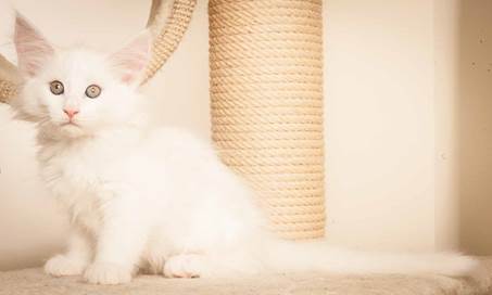 20130307_T-kull_10_weeks_0090