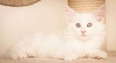 20130307_T-kull_10_weeks_0086