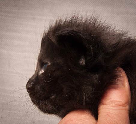 20130117_T-kull_3_weeks_0007