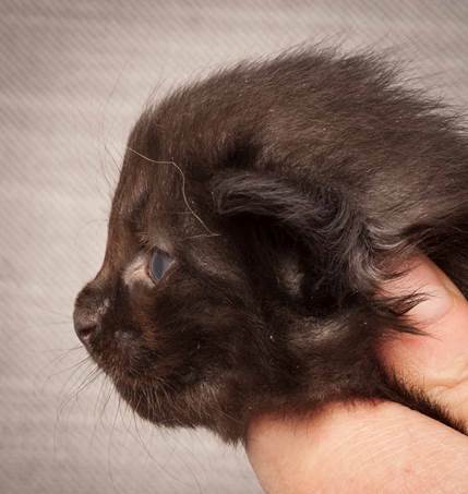 20130117_T-kull_3_weeks_0102