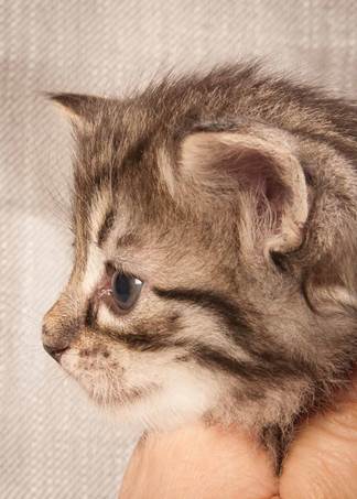 20130125_T-kull_4_weeks_0062