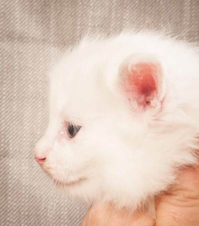 20130125_T-kull_4_weeks_0105