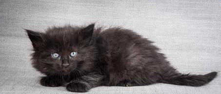 20130201_T-kull_5_weeks_0003