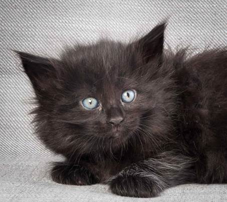 20130201_T-kull_5_weeks_0002