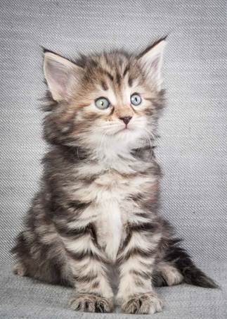 20130201_T-kull_5_weeks_0021