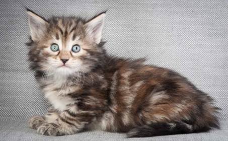 20130201_T-kull_5_weeks_0019