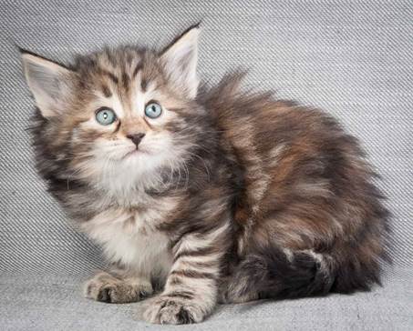 20130201_T-kull_5_weeks_0018