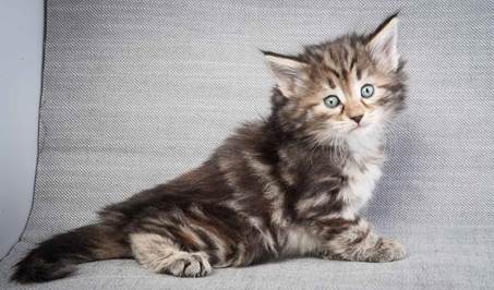 20130201_T-kull_5_weeks_0024