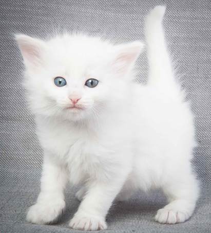 20130201_T-kull_5_weeks_0033