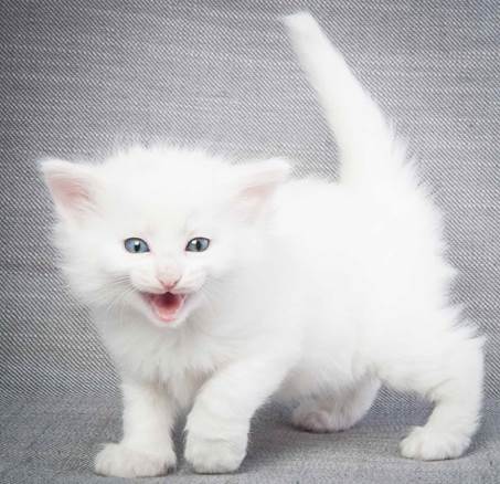 20130201_T-kull_5_weeks_0032