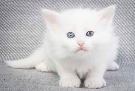 20130201_T-kull_5_weeks_0026