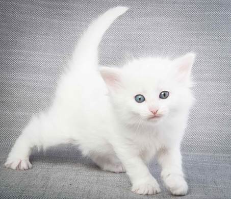 20130201_T-kull_5_weeks_0034