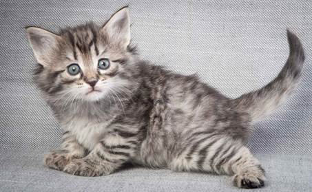 20130201_T-kull_5_weeks_0039