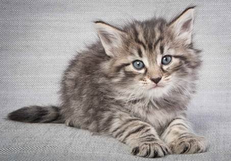 20130201_T-kull_5_weeks_0047