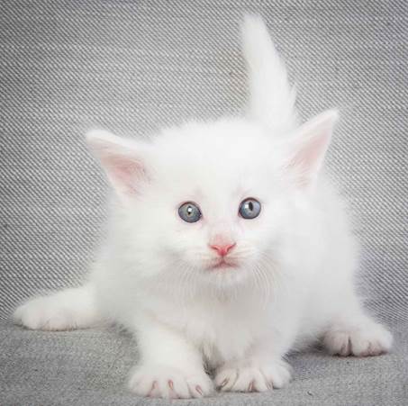 20130201_T-kull_5_weeks_0058