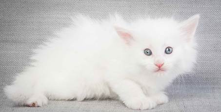 20130201_T-kull_5_weeks_0057