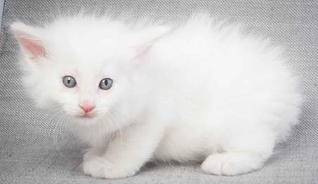 20130201_T-kull_5_weeks_0056