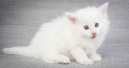 20130201_T-kull_5_weeks_0063