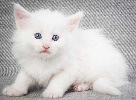 20130201_T-kull_5_weeks_0074