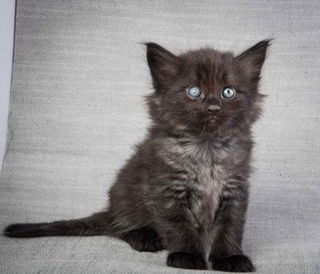 20130201_T-kull_5_weeks_0083