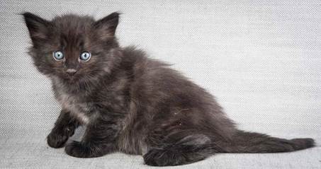 20130201_T-kull_5_weeks_0085