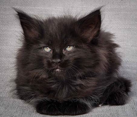 20130214_T-kull_7_weeks_0002