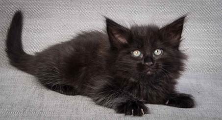 20130214_T-kull_7_weeks_0013