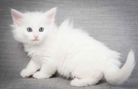 20130214_T-kull_7_weeks_0030