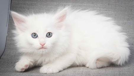 20130214_T-kull_7_weeks_0029