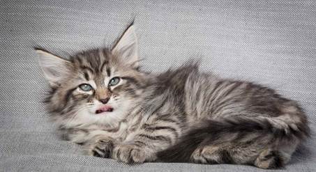 20130214_T-kull_7_weeks_0050