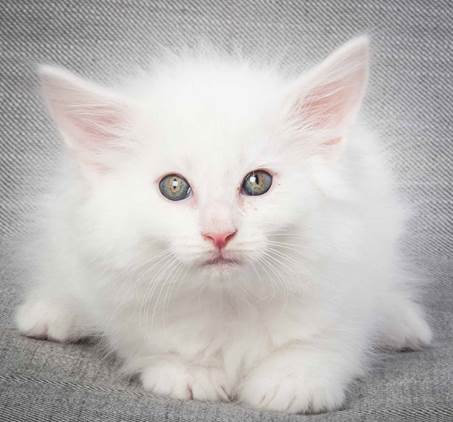 20130214_T-kull_7_weeks_0064