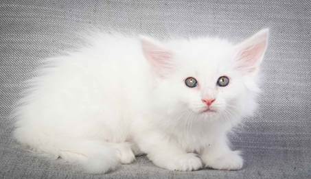 20130214_T-kull_7_weeks_0063