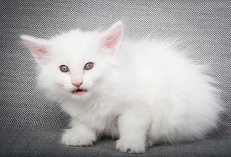 20130214_T-kull_7_weeks_0058