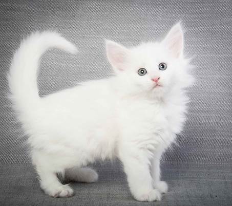 20130214_T-kull_7_weeks_0082