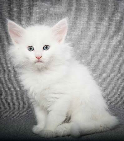 20130214_T-kull_7_weeks_0078