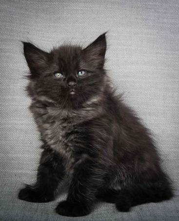 20130214_T-kull_7_weeks_0093