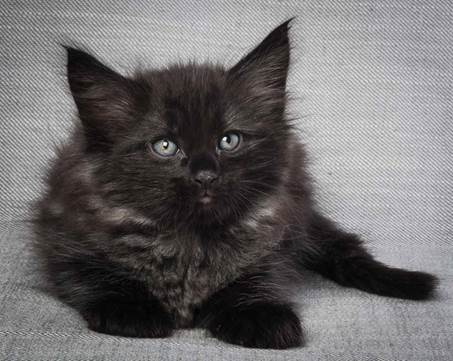 20130214_T-kull_7_weeks_0087