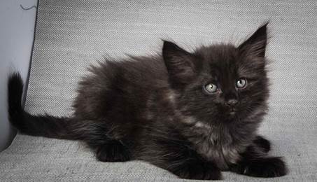 20130214_T-kull_7_weeks_0096