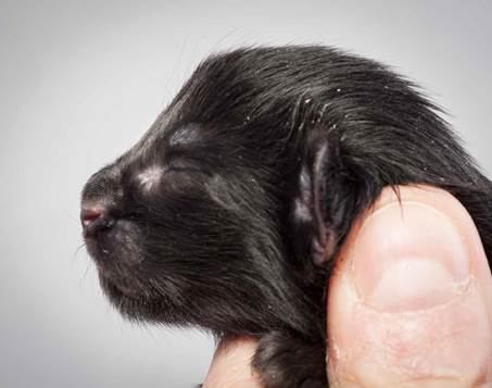20121228_T-kull_newborn_0005