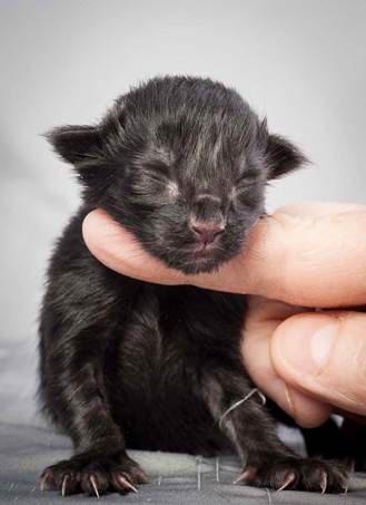 20121228_T-kull_newborn_0003