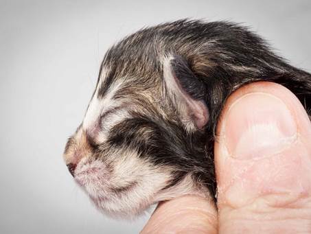 20121228_T-kull_newborn_0012