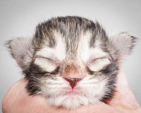 20121228_T-kull_newborn_0011