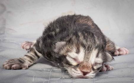 20121228_T-kull_newborn_0009