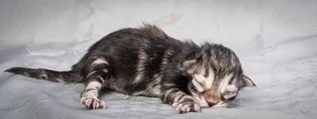 20121228_T-kull_newborn_0013