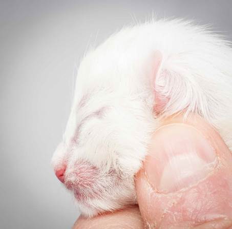 20121228_T-kull_newborn_0021