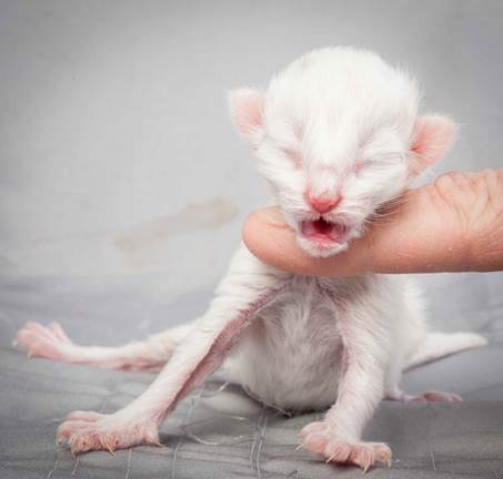 20121228_T-kull_newborn_0018