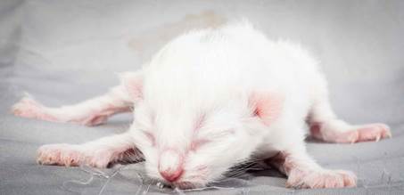 20121228_T-kull_newborn_0017