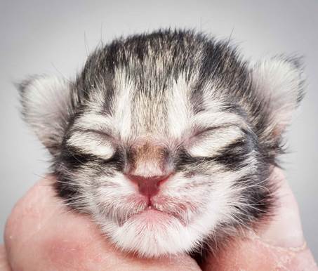 20121228_T-kull_newborn_0026