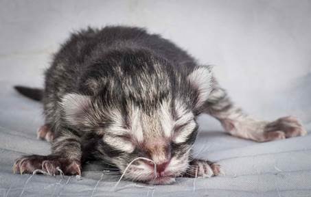 20121228_T-kull_newborn_0024